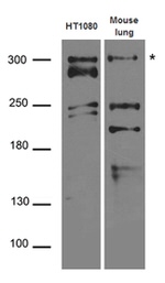 ATR Antibody in Western Blot (WB)