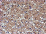 ATRIP Antibody in Immunohistochemistry (Paraffin) (IHC (P))