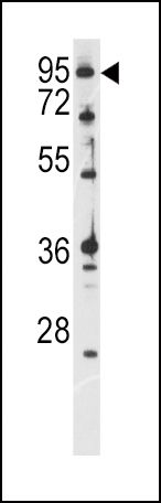 Ataxin 1 Antibody in Western Blot (WB)
