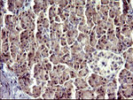 ATXN7L1 Antibody in Immunohistochemistry (Paraffin) (IHC (P))