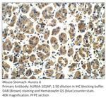 Aurora A Polyclonal Antibody