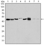 Aurora A Antibody in Western Blot (WB)