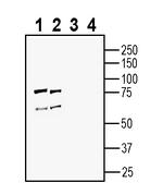 Vasopressin V1A Receptor (AVPR1A) Antibody in Western Blot (WB)