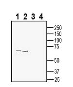 Vasopressin V1A Receptor (AVPR1A) Antibody in Western Blot (WB)