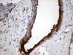 AZGP1 Antibody in Immunohistochemistry (Paraffin) (IHC (P))