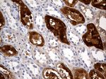 AZGP1 Antibody in Immunohistochemistry (Paraffin) (IHC (P))