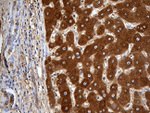 AZGP1 Antibody in Immunohistochemistry (Paraffin) (IHC (P))