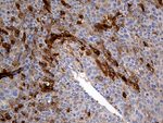 AZGP1 Antibody in Immunohistochemistry (Paraffin) (IHC (P))