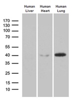 AZGP1 Antibody in Western Blot (WB)