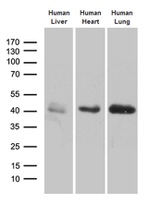 AZGP1 Antibody in Western Blot (WB)