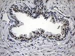AZIN1 Antibody in Immunohistochemistry (Paraffin) (IHC (P))