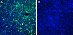 ZnT4 (SLC30A4) Antibody in Immunohistochemistry (Frozen) (IHC (F))