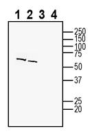 ZnT4 (SLC30A4) Antibody in Western Blot (WB)