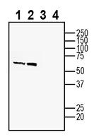 ZnT4 (SLC30A4) Antibody in Western Blot (WB)