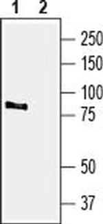 TRPV4 Polyclonal Antibody