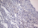 Adiponectin Antibody in Immunohistochemistry (Paraffin) (IHC (P))