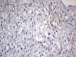 Adiponectin Antibody in Immunohistochemistry (Paraffin) (IHC (P))
