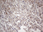 Adiponectin Antibody in Immunohistochemistry (Paraffin) (IHC (P))