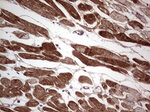 Adiponectin Antibody in Immunohistochemistry (Paraffin) (IHC (P))