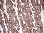 Adiponectin Antibody in Immunohistochemistry (Paraffin) (IHC (P))