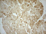 Adiponectin Antibody in Immunohistochemistry (Paraffin) (IHC (P))