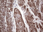 Adiponectin Antibody in Immunohistochemistry (Paraffin) (IHC (P))