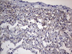 Adiponectin Antibody in Immunohistochemistry (Paraffin) (IHC (P))