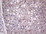 Adiponectin Antibody in Immunohistochemistry (Paraffin) (IHC (P))