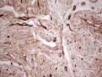 Adiponectin Antibody in Immunohistochemistry (Paraffin) (IHC (P))