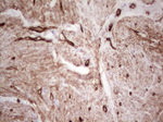Adiponectin Antibody in Immunohistochemistry (Paraffin) (IHC (P))