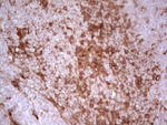 Adiponectin Antibody in Immunohistochemistry (Paraffin) (IHC (P))