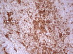 Adiponectin Antibody in Immunohistochemistry (Paraffin) (IHC (P))