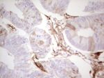 Adiponectin Antibody in Immunohistochemistry (Paraffin) (IHC (P))