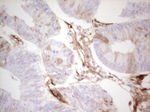 Adiponectin Antibody in Immunohistochemistry (Paraffin) (IHC (P))