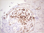 Adiponectin Antibody in Immunohistochemistry (Paraffin) (IHC (P))