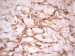 Adiponectin Antibody in Immunohistochemistry (Paraffin) (IHC (P))