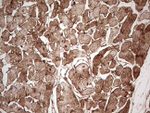 Adiponectin Antibody in Immunohistochemistry (Paraffin) (IHC (P))