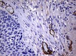 Adiponectin Antibody in Immunohistochemistry (Paraffin) (IHC (P))