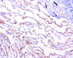 Adiponectin Antibody in Immunohistochemistry (Paraffin) (IHC (P))