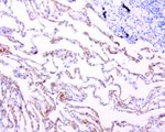 Adiponectin Antibody in Immunohistochemistry (Paraffin) (IHC (P))