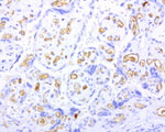 Adiponectin Antibody in Immunohistochemistry (Paraffin) (IHC (P))