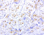 Adiponectin Antibody in Immunohistochemistry (Paraffin) (IHC (P))