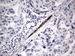 Adiponectin Antibody in Immunohistochemistry (Paraffin) (IHC (P))