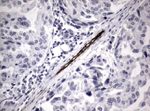 Adiponectin Antibody in Immunohistochemistry (Paraffin) (IHC (P))