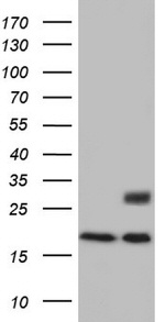 Adiponectin Antibody in Western Blot (WB)
