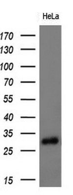 Adiponectin Antibody in Western Blot (WB)