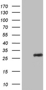 Adiponectin Antibody in Western Blot (WB)