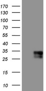 Adiponectin Antibody in Western Blot (WB)