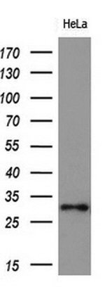 Adiponectin Antibody in Western Blot (WB)