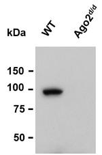 AGO2 Antibody in Western Blot (WB)